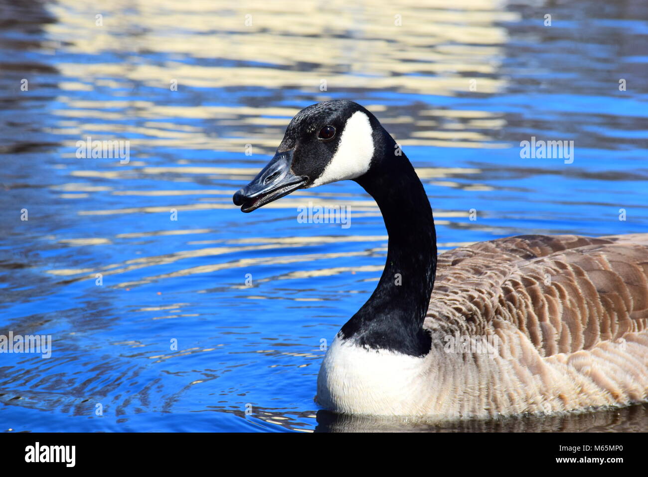 Just A Duck Stock Photo - Alamy