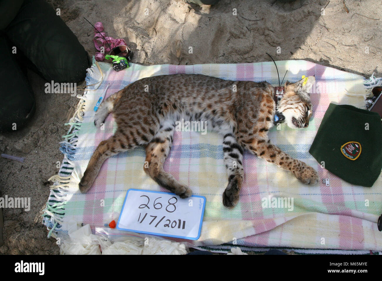 Bobcat Research. The Santa Monica Mountains National Recreation Area ...