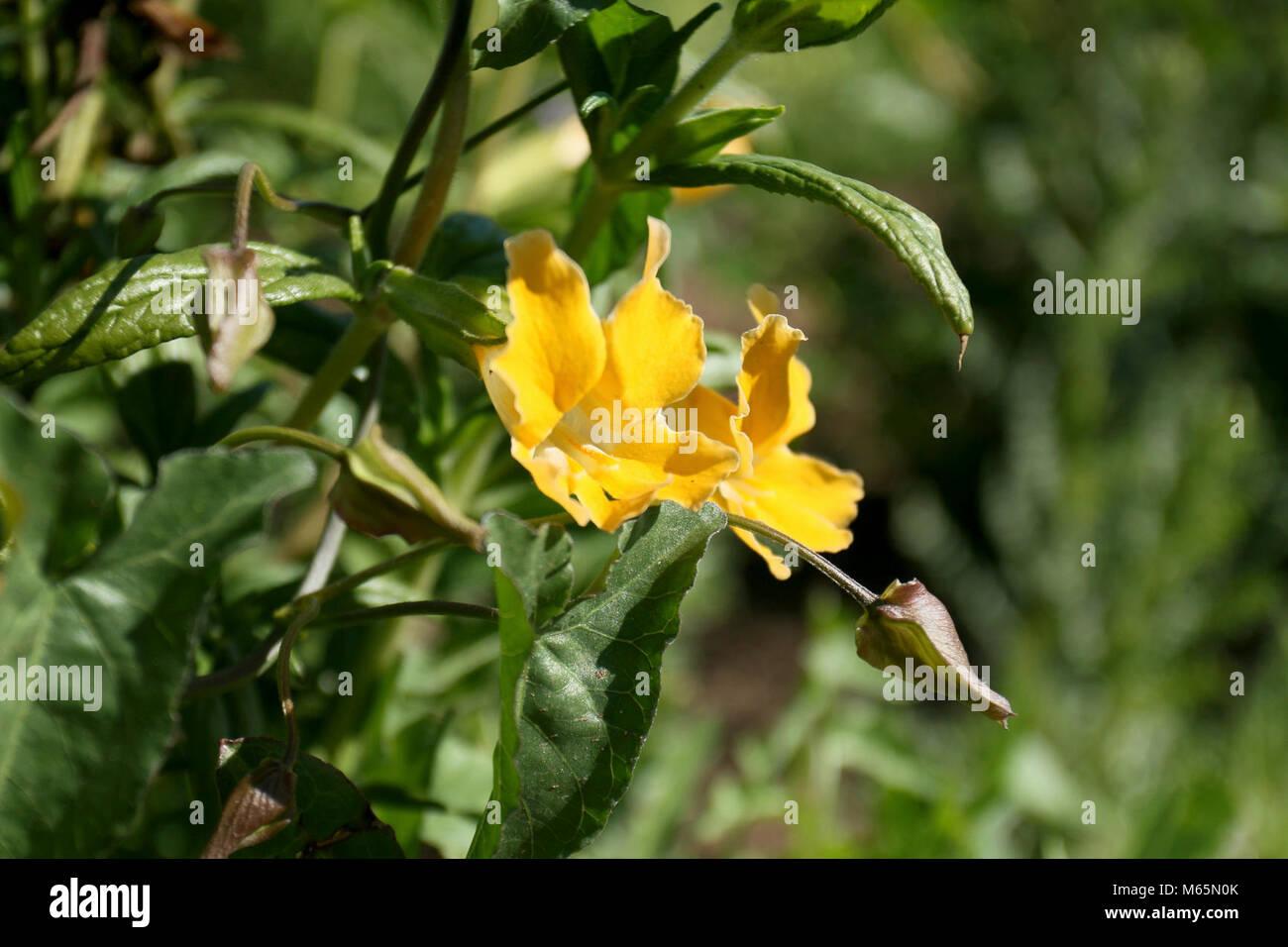 Bush Monkey Flower, Mimulus aurantiacus Stock Photo Alamy