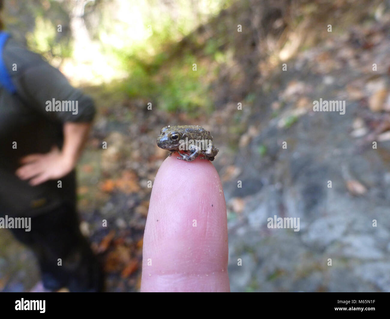 California Tree Frog Stock Photo Alamy
