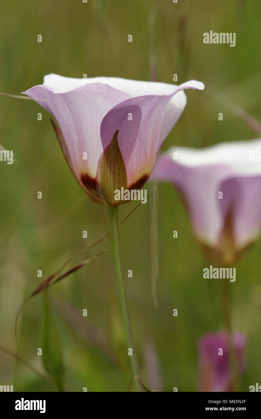 Catalina Mariposa Lily. Scientific name Calochortus catalinae Stock Photo Alamy