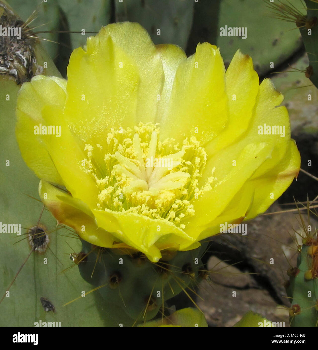 Coastal Prickly Pear. Opuntia stricta Stock Photo