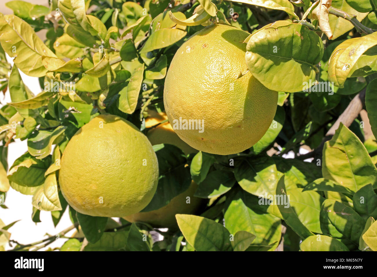Orangelo hires stock photography and images Alamy