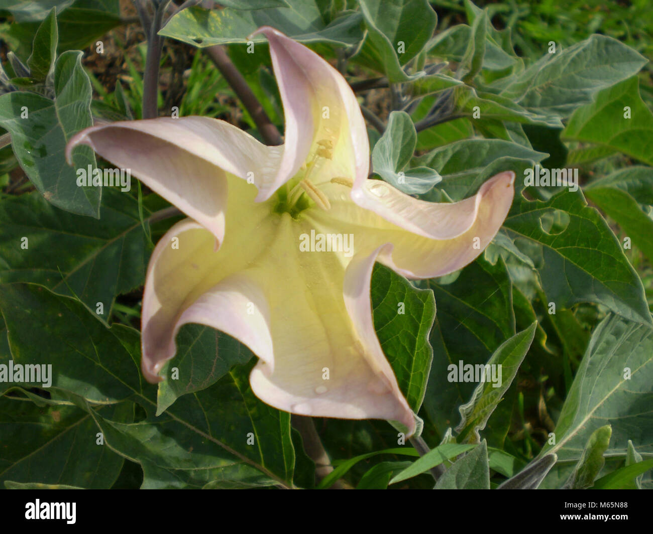Datura Flower. Scientific name Datura wrightii Stock Photo Alamy
