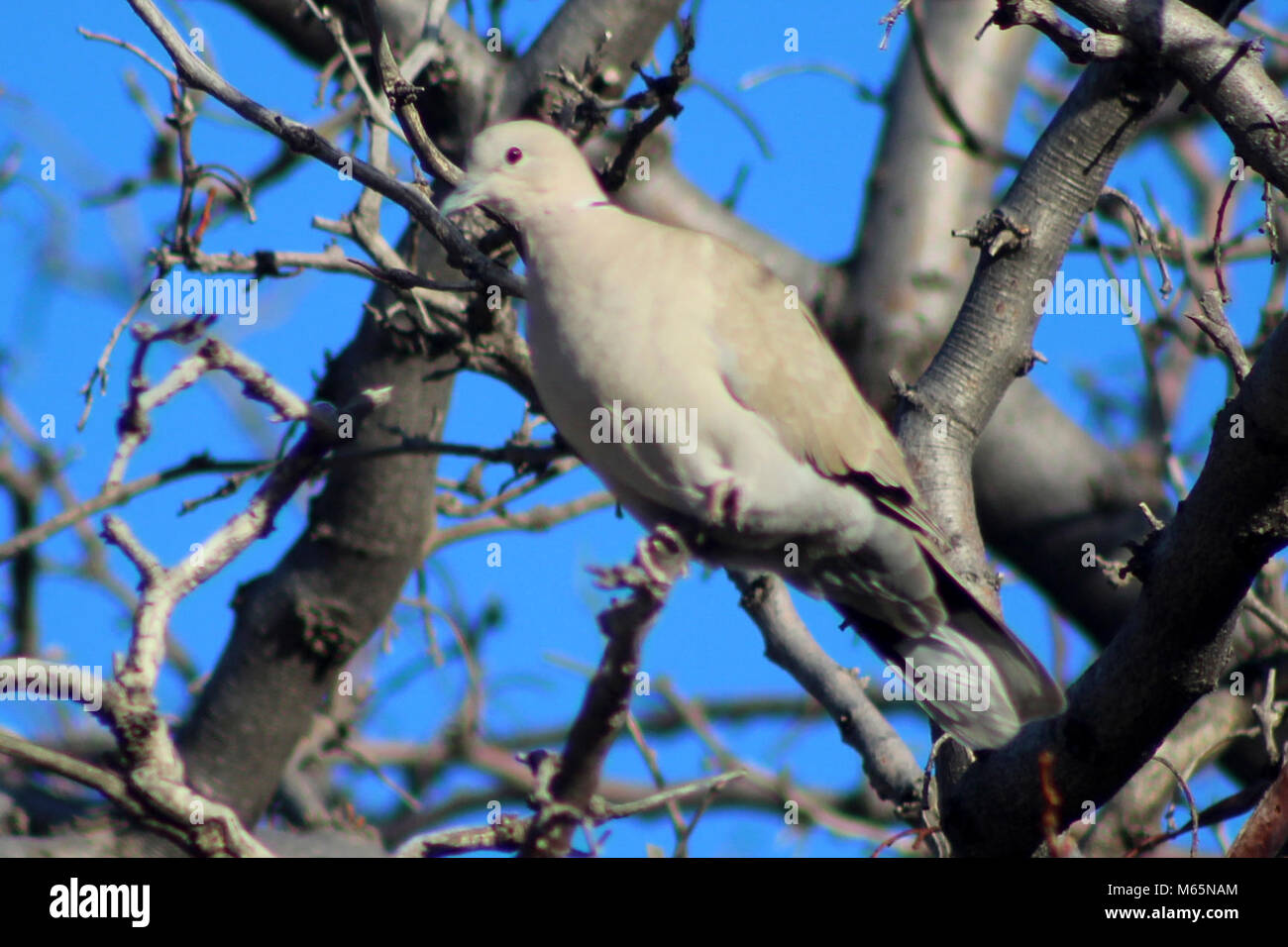 Eurasian CollaredDove (Streptopelia decaocto Stock Photo Alamy