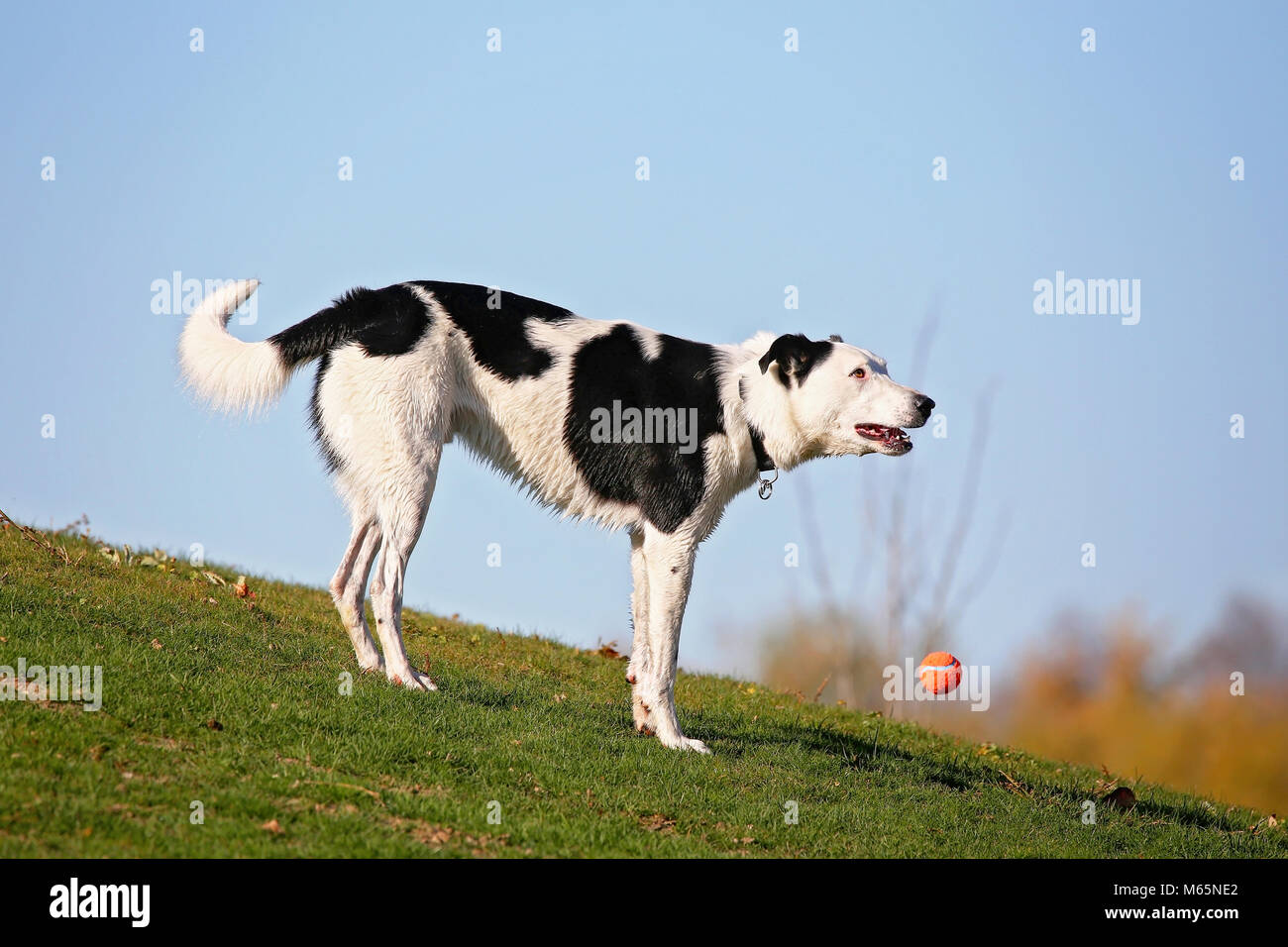cute dog playing a game of fetch with a tennis ball while enjoying the outdoors on a beautiful summer day Stock Photo