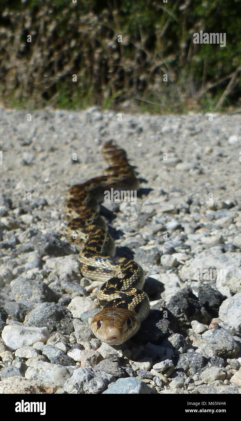 Gopher Snake. This non-venomous snake is often mistaken for a diamondback rattlesnake. However, it can be easily distinguished from a rattlesnake by the lack of black and white banding on its tail, as well as by the shape of its head, which is narrower than a rattlesnake's. Stock Photo