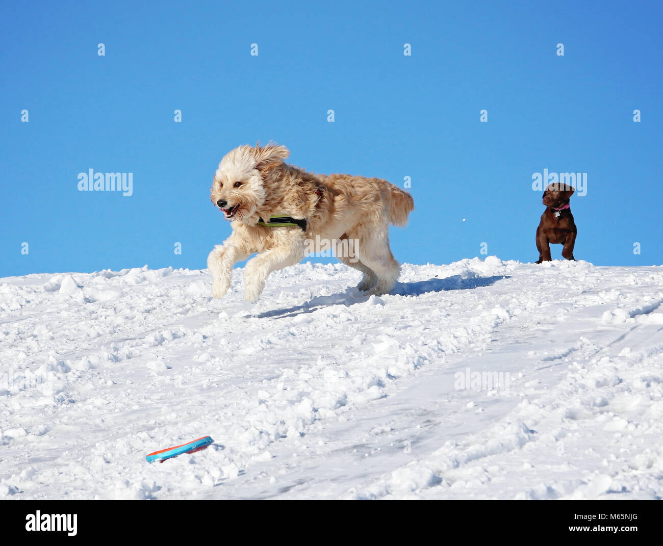 two dogs playing in the snow, a golden doodle and a chocolate lab puppy watching on the hill top on a sunny winter day Stock Photo