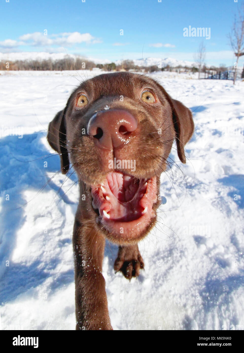 wide angle photo of a cute chocolate labrador puppy playing outside in the snow on a sunny winter day with her mouth open Stock Photo
