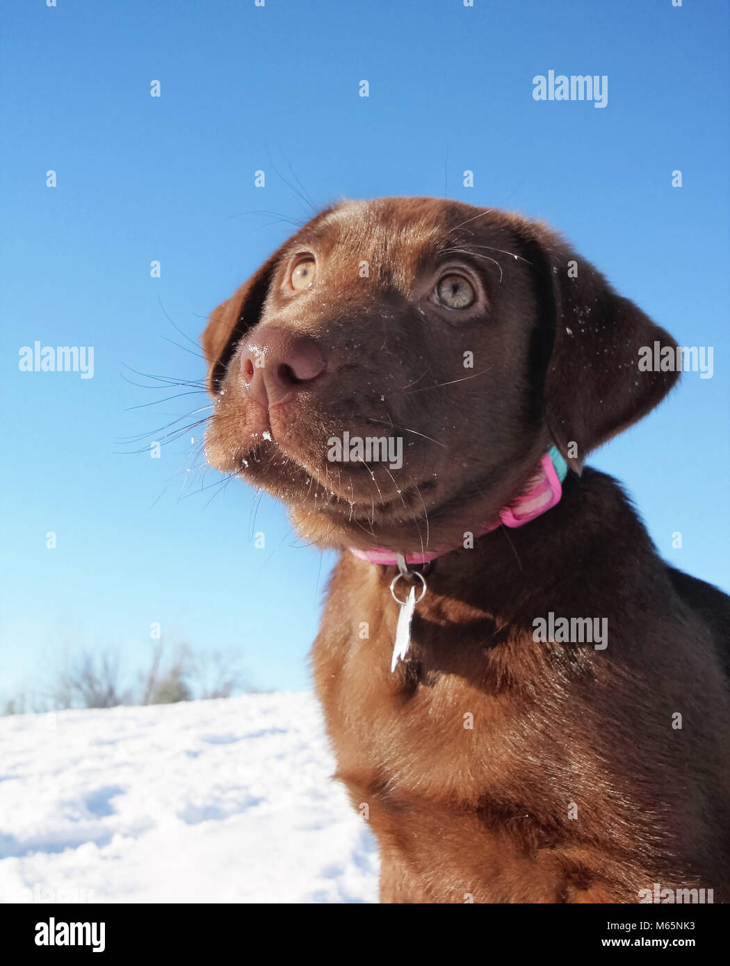 cute chocolate labrador puppy sitting outside in the snow on a sunny winter day Stock Photo