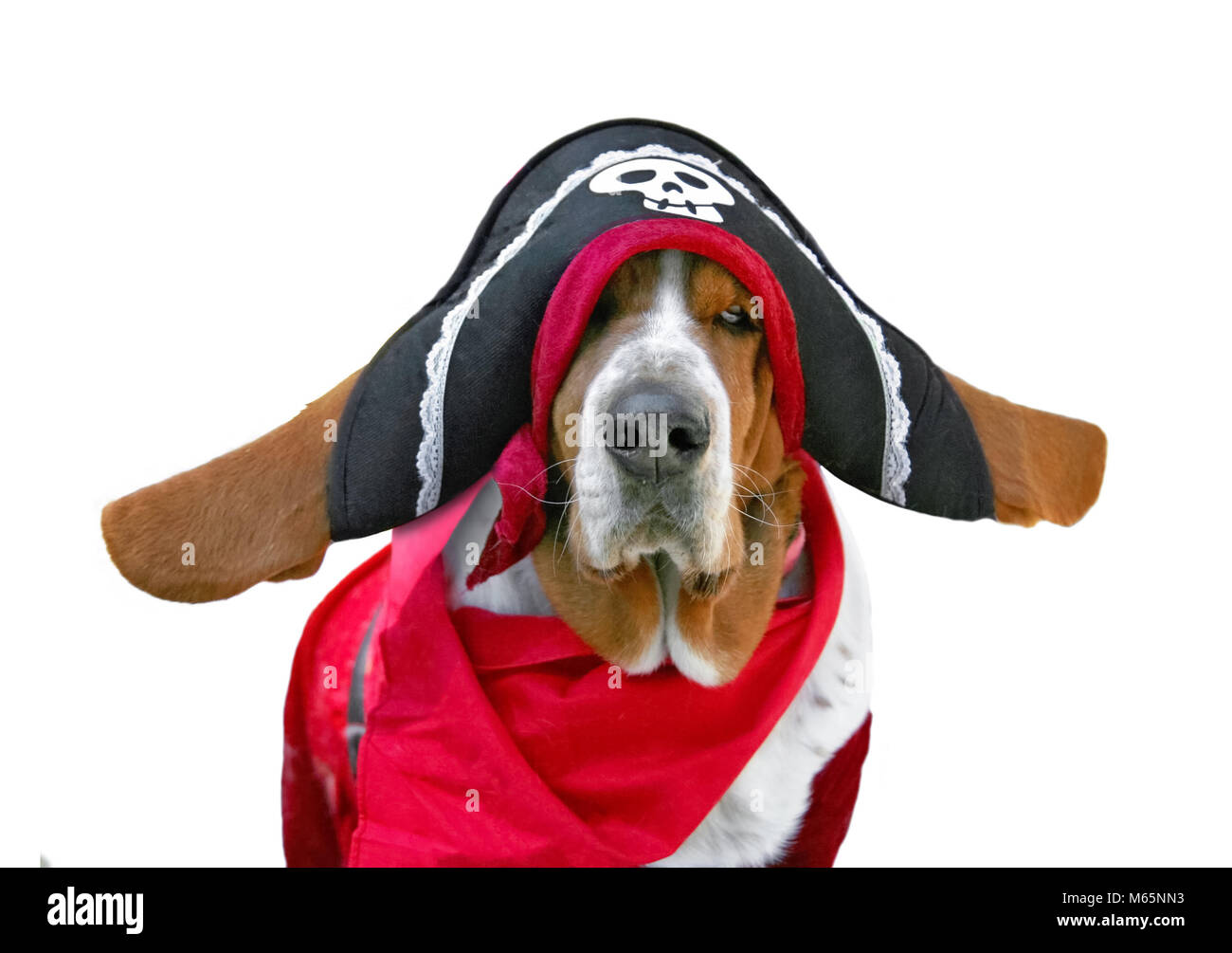 basset hound dressed up in a pirate outfit with a hat and scarf costume studio shot on an isolated white background Stock Photo Alamy