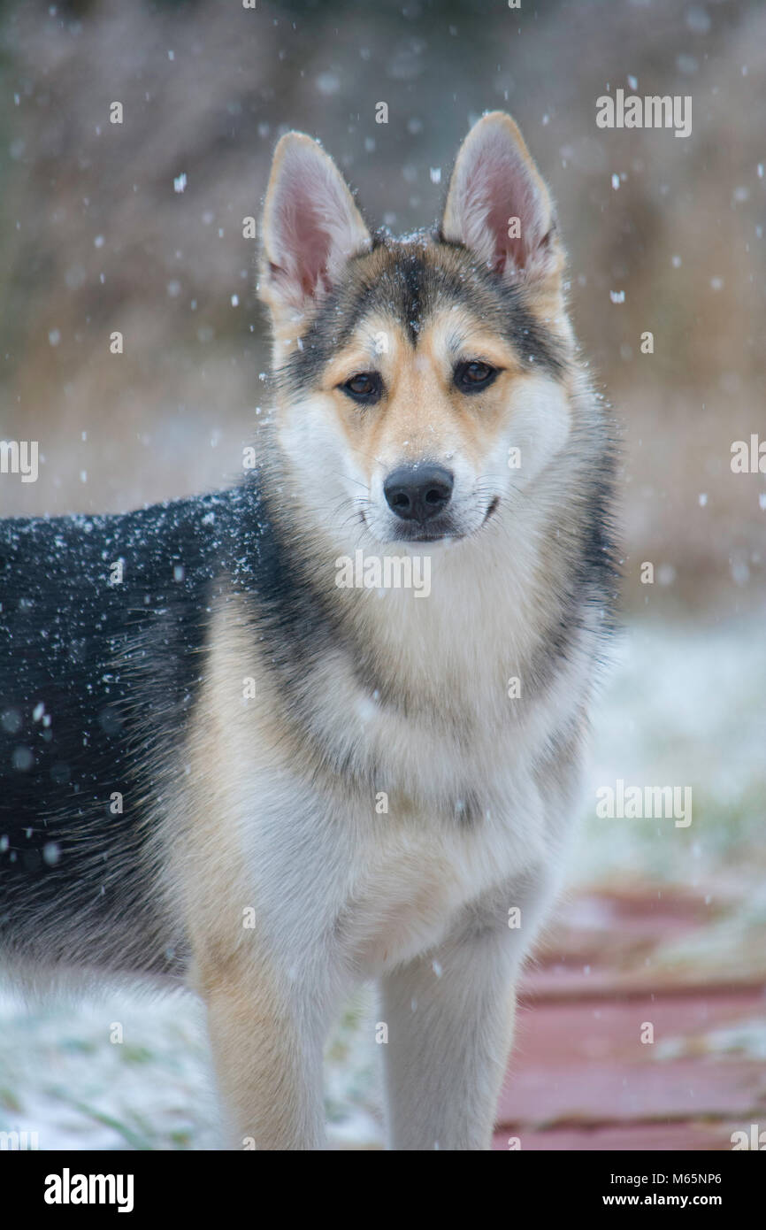 Young Siberian Husky puppy plays in the snow for the first time Stock
