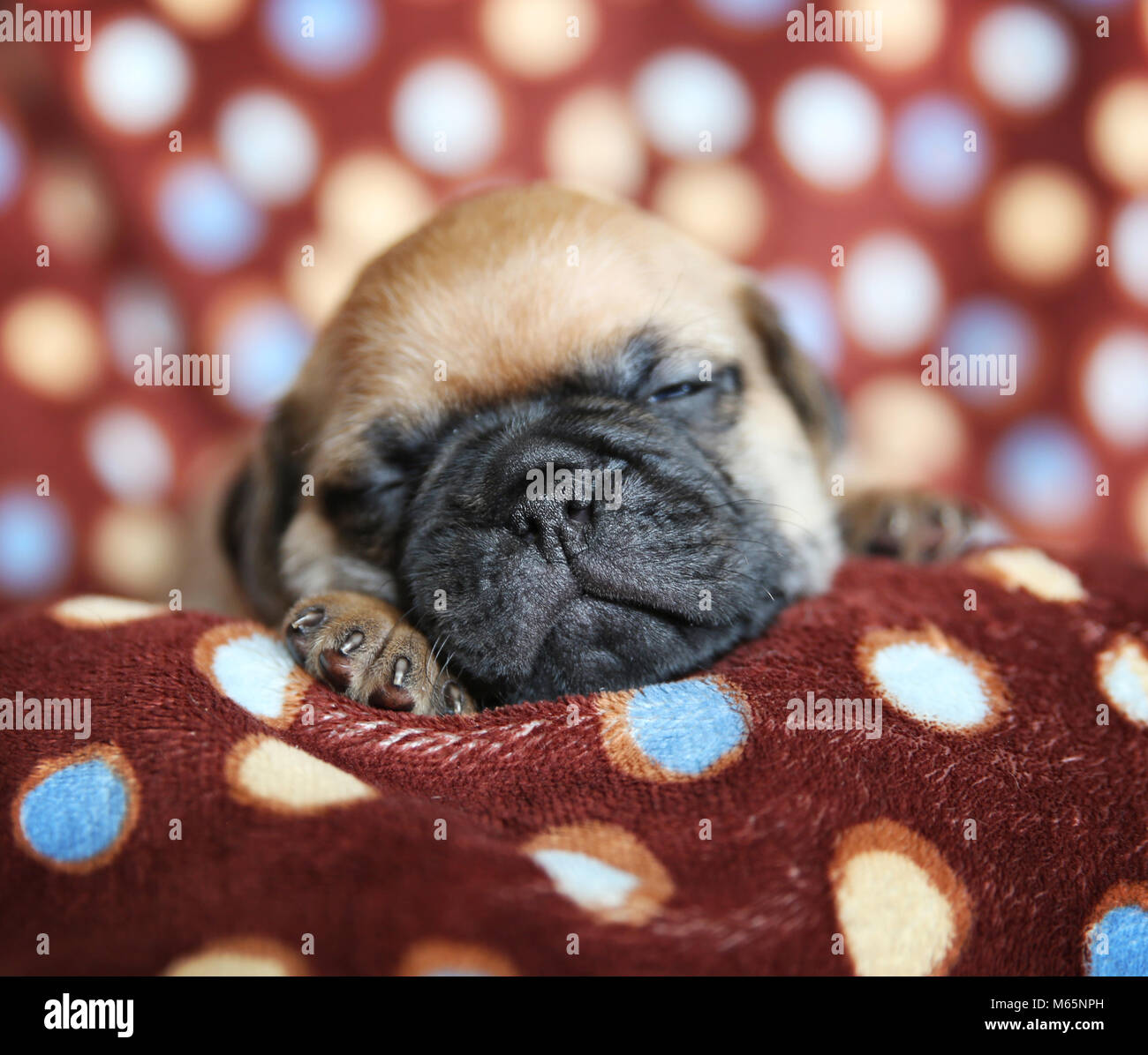 cute chug, chihuahua pug puppy in a polka dot blanket facing the camera sleeping Stock Photo