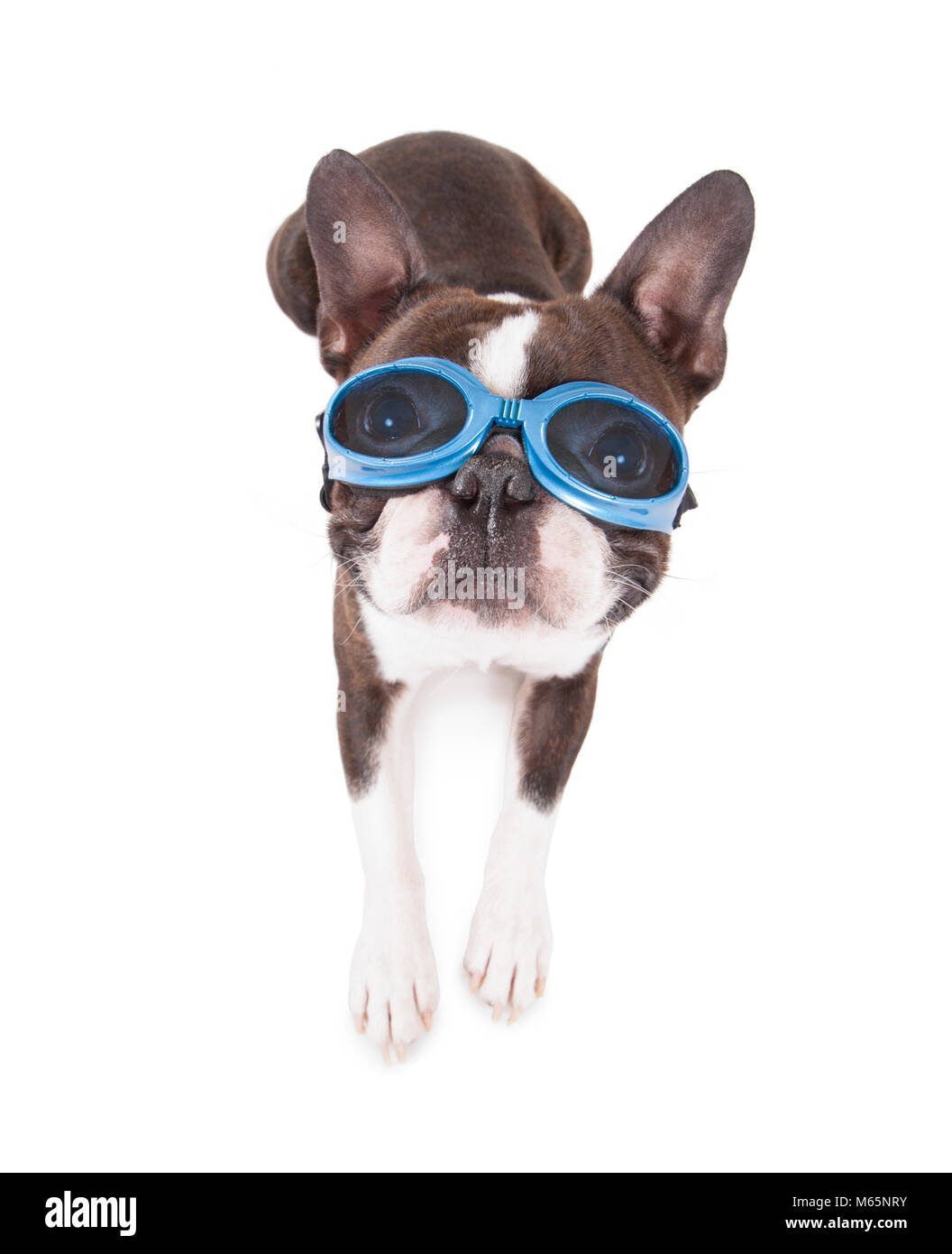 boston terrier with blue goggles on studio shot on an isolated white