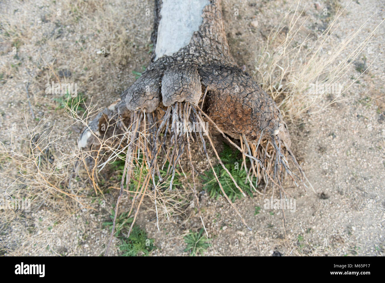 Joshua tree roots Stock Photo Alamy