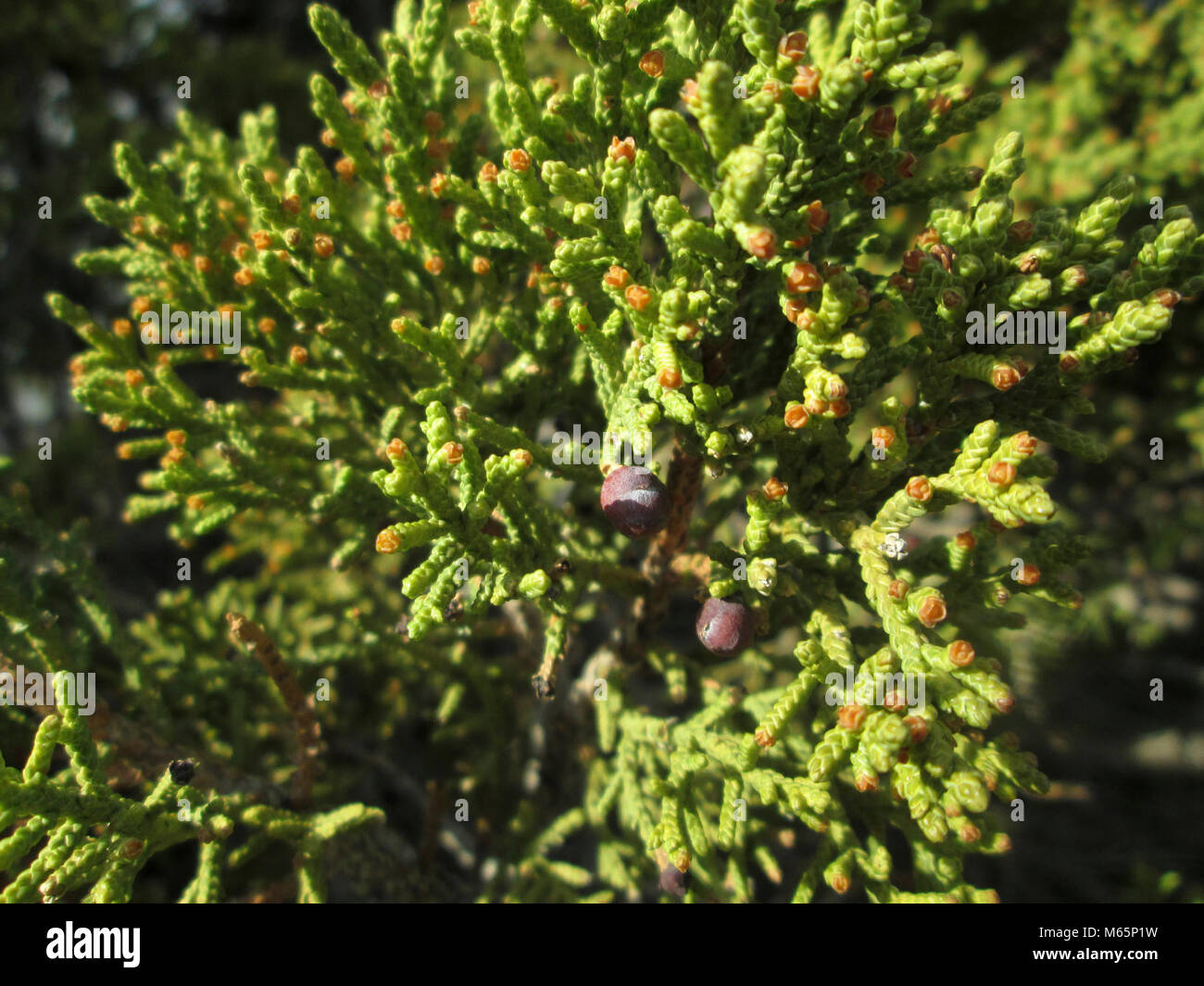 Juniper (Juniperus sp). Stock Photo