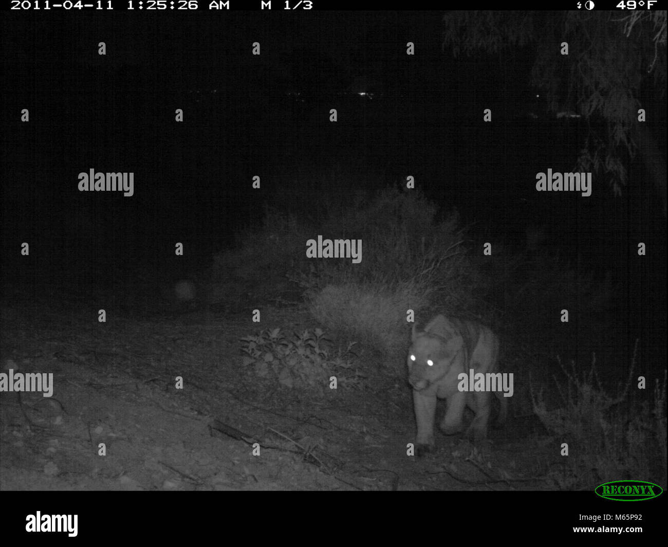 Mountain Lion Roaming At Night A Mountain Lion Near Mulholland Highway