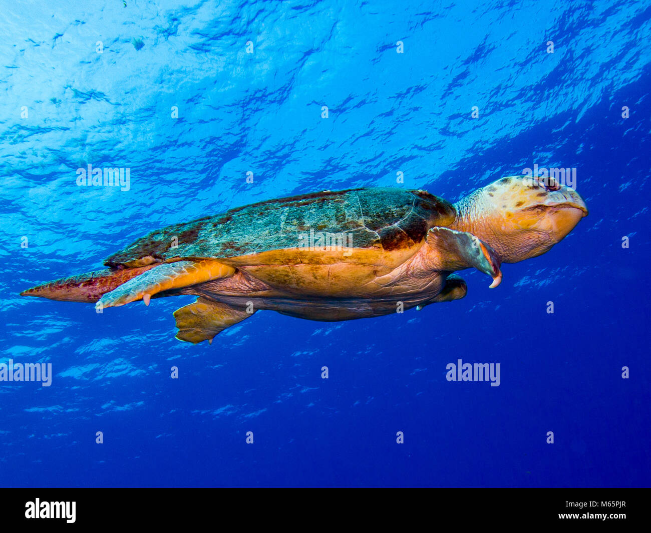 Isolated Turtle With Blue Water Background Loggerhead Stock Photo Alamy Isolated Turtle With Blue Water Background Loggerhead Stock Photo Alamy