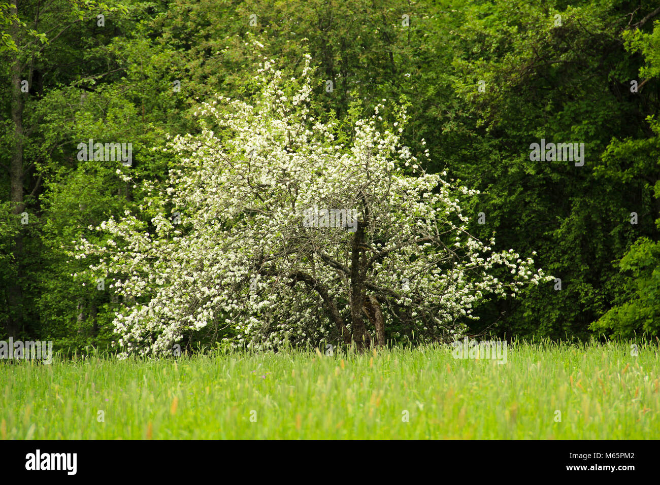 Apple tree on spring lake hi-res stock photography and images - Alamy