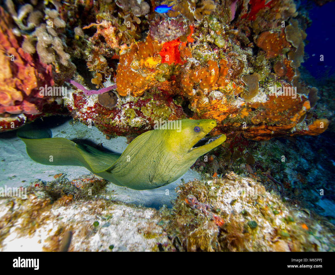 Moray eel by coral reef hires stock photography and images Alamy