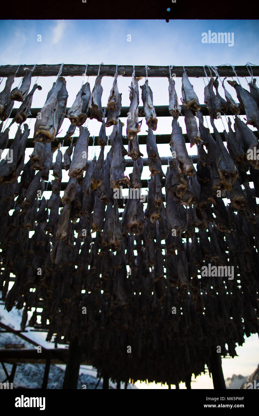 Drying cod hi-res stock photography and images - Alamy