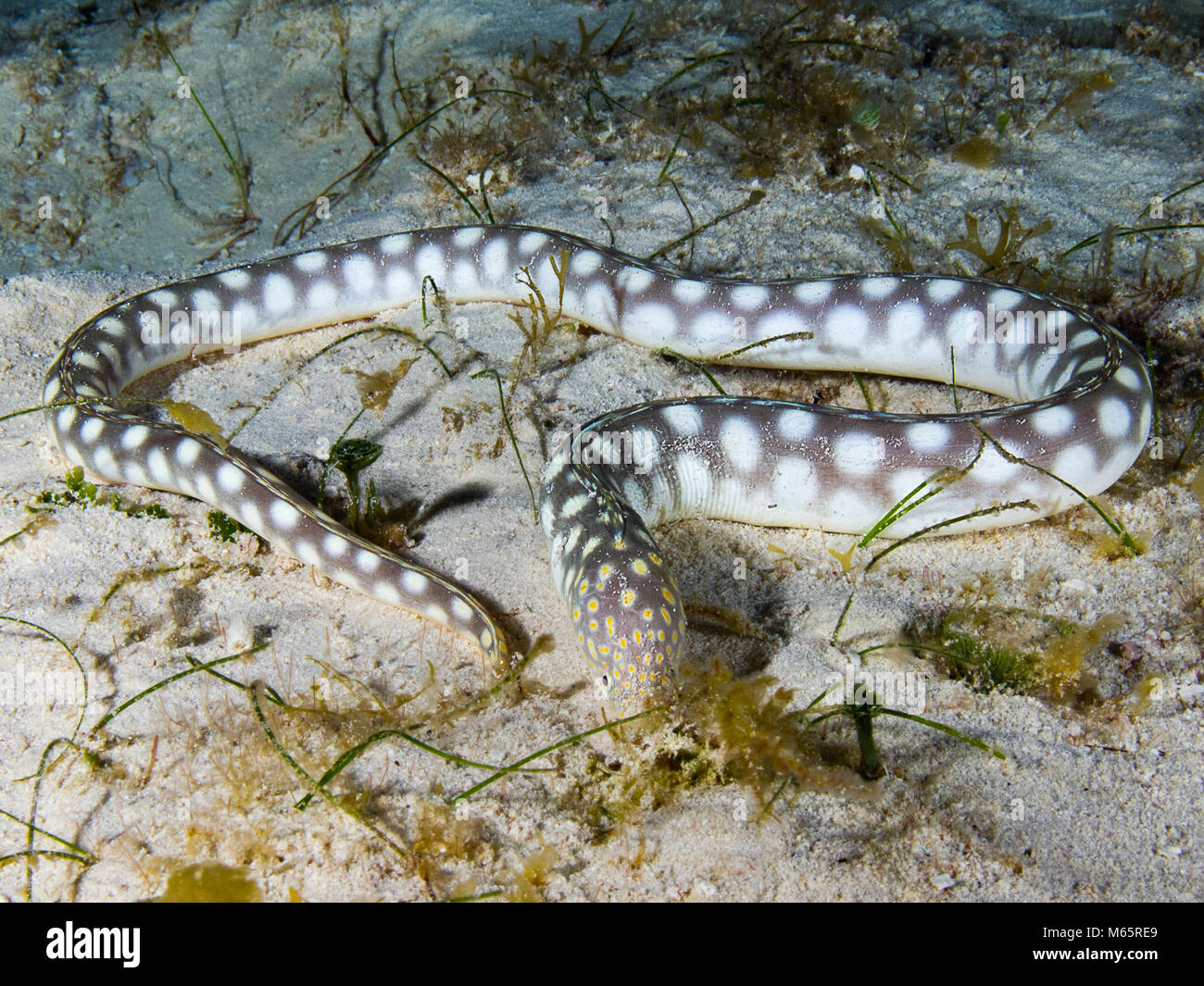 Sharptail moray eel hunting on sand and sea grass Stock Photo Alamy