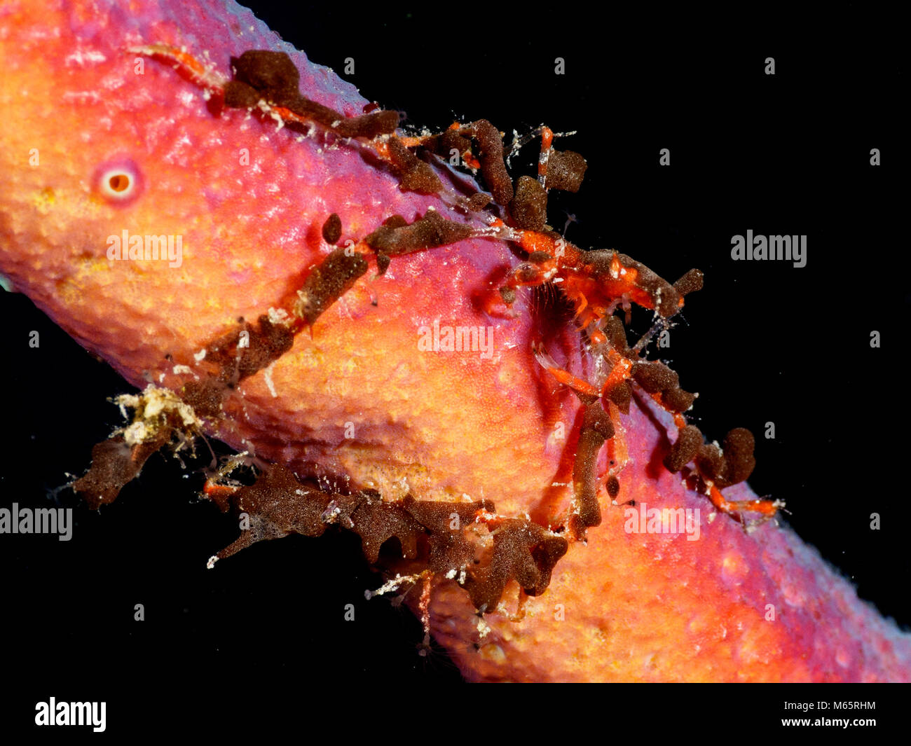 Decorator neck crab on brilliant sea rod. Stock Photo