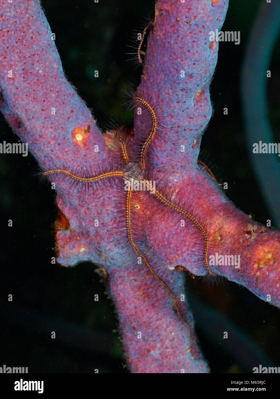 Brittle starfish on purple sponge, closeup. Stock Photo