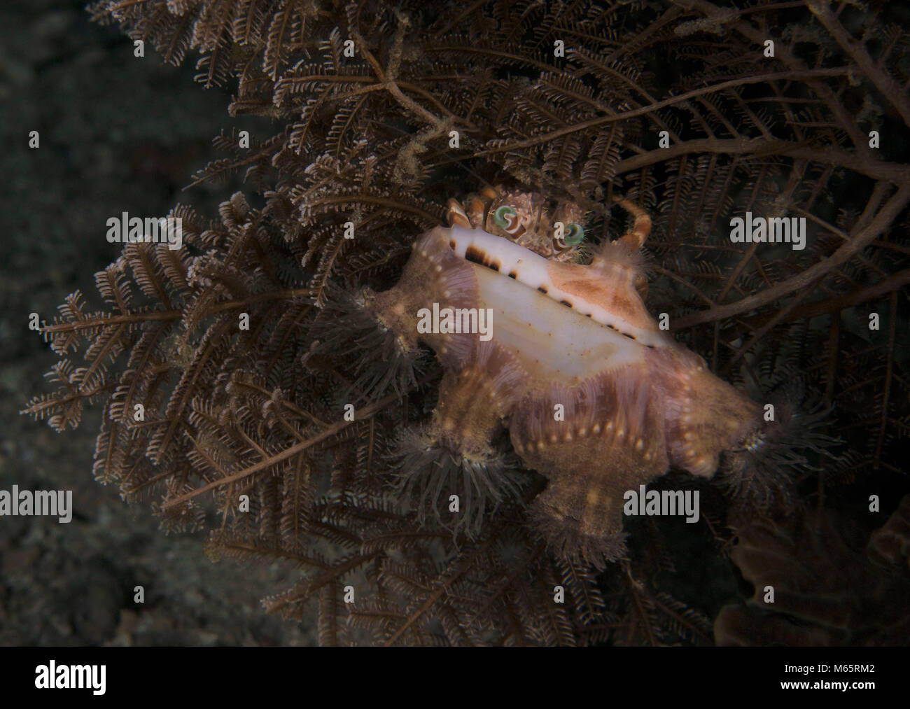 Hermit crabs and sea anemones hi-res stock photography and images - Alamy