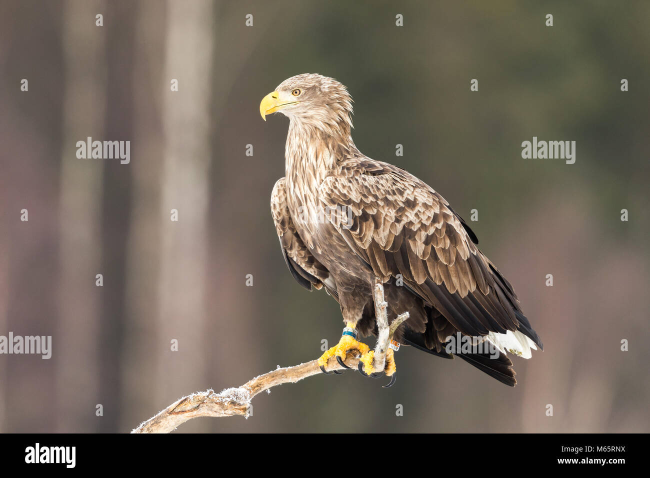 White tailed sea eagle shot from a hide in Sweden Stock Photo