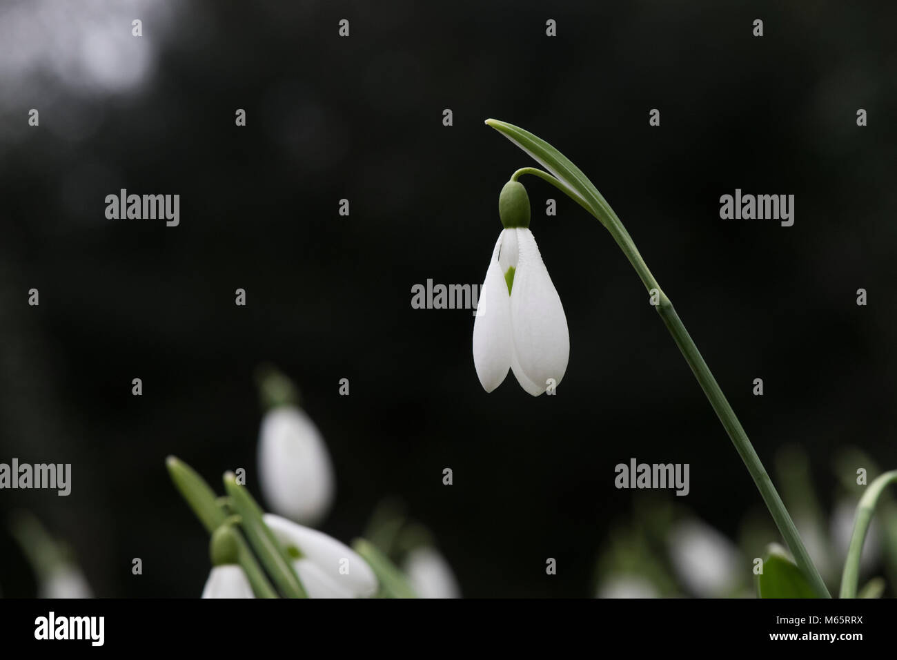 Galanthus ‘Plicatus ’. Snowdrop ’Plicatus’ flowers in February. UK Stock Photo