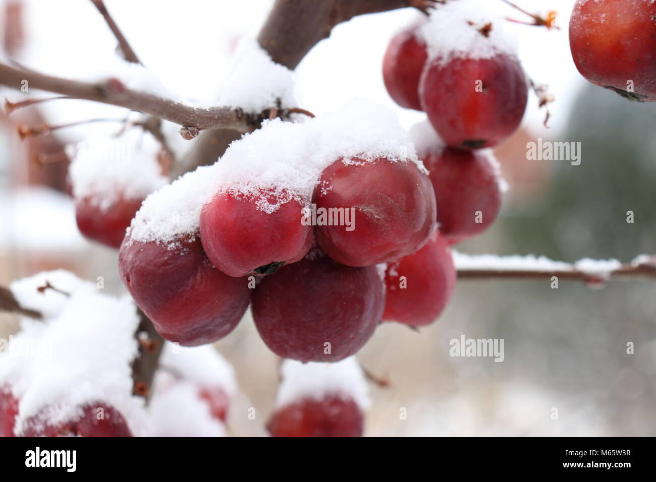 crab apple 'Red Sentinel' covered in snow Malus x robusta Stock Photo