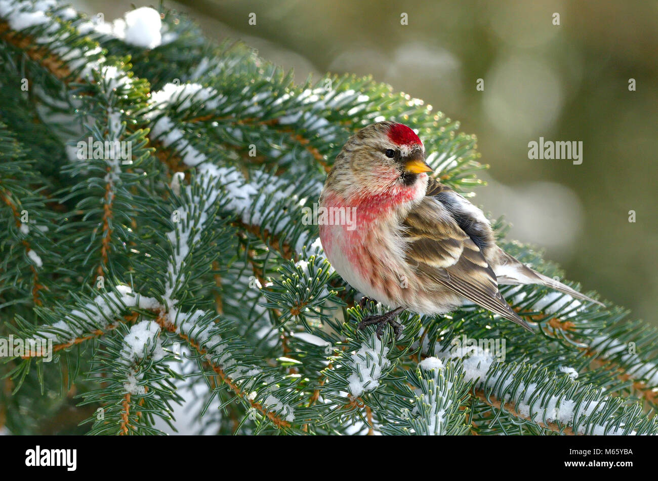 A wild Redpoll finch bird (Carduelis flammea) perched on a spruch tree branch with fresh fallen snow in rural Alberta Canada. Stock Photo