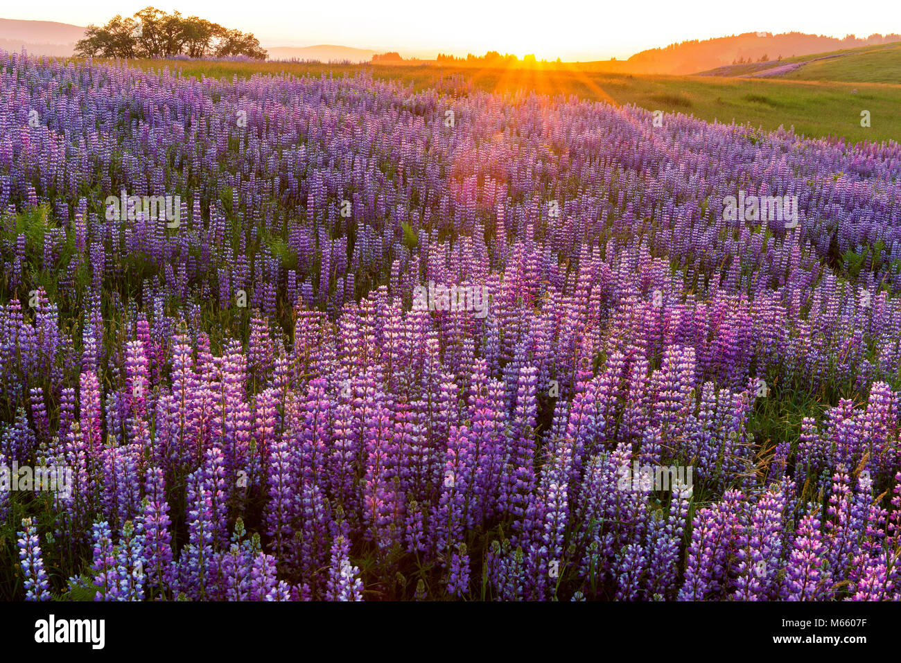 Sunset, Lupin, Lupinus angustifolius, Williams Ridge, Redwood National Park, California Stock Photo
