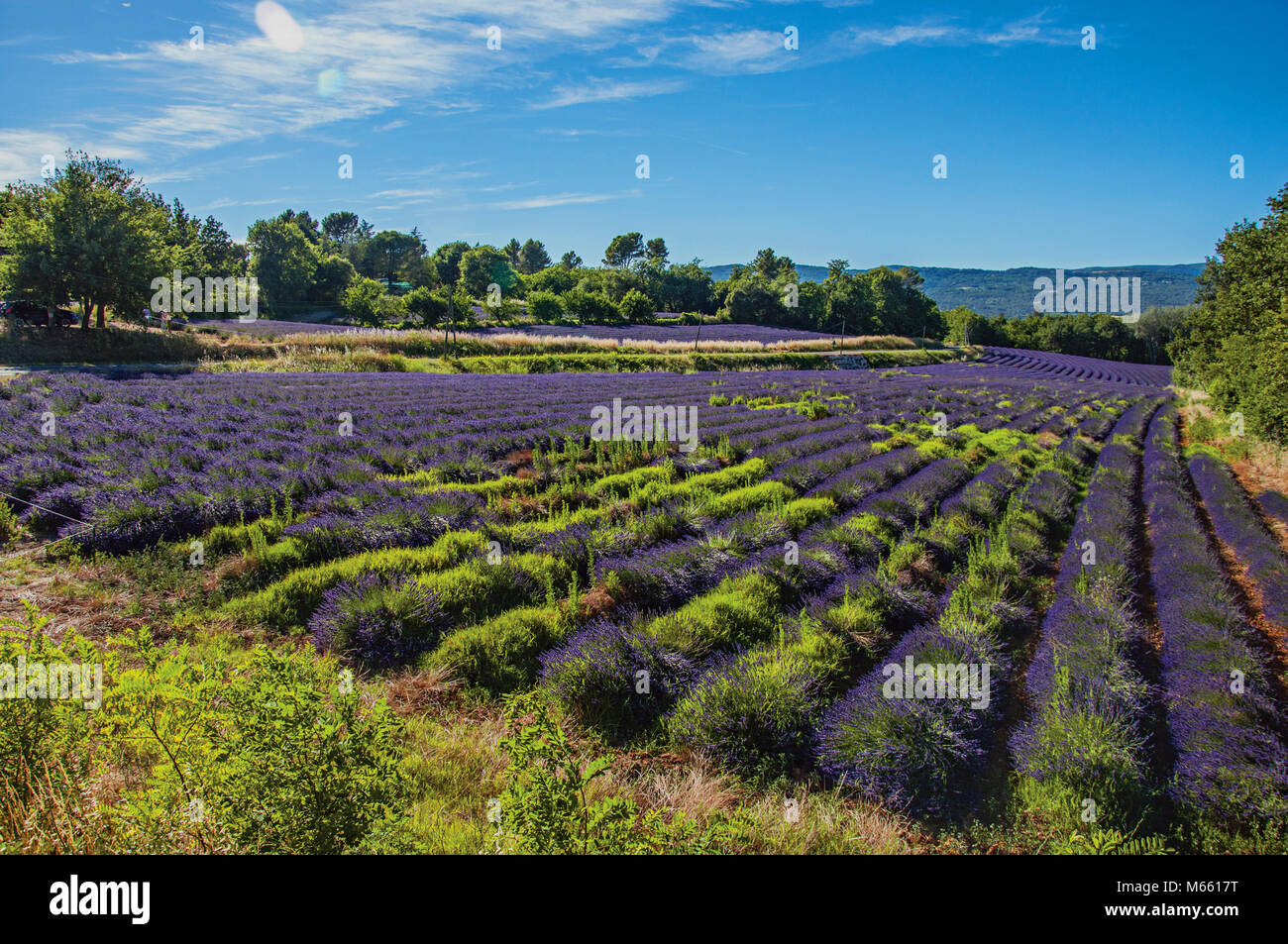 Panoramic view of field of lavender flowers under sunny blue sky, near ...