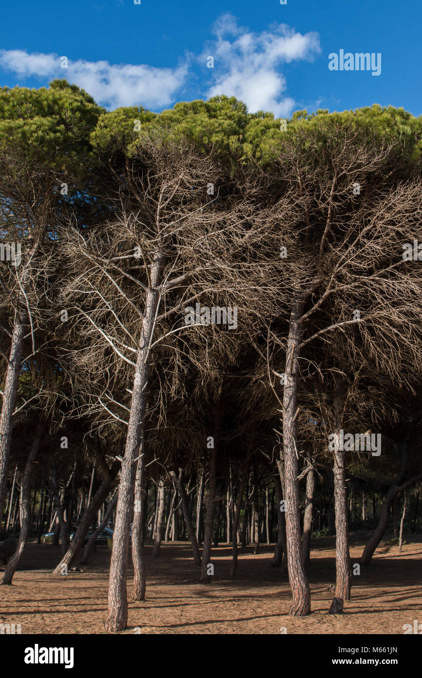 Typical coastal pine trees in the Algarve region, Portugal Stock Photo ...