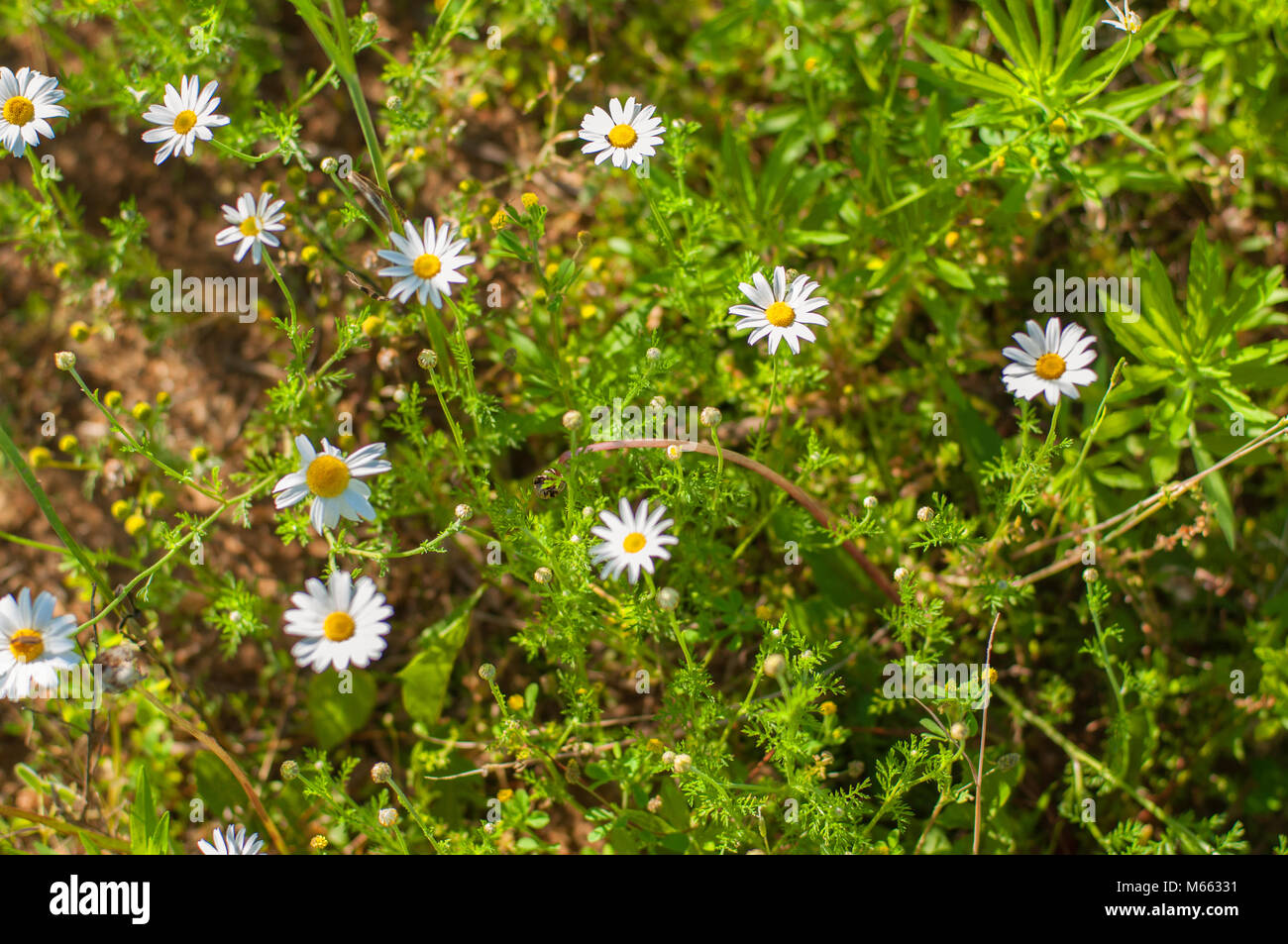 Beautiful wild chamomile flower hi-res stock photography and images - Alamy