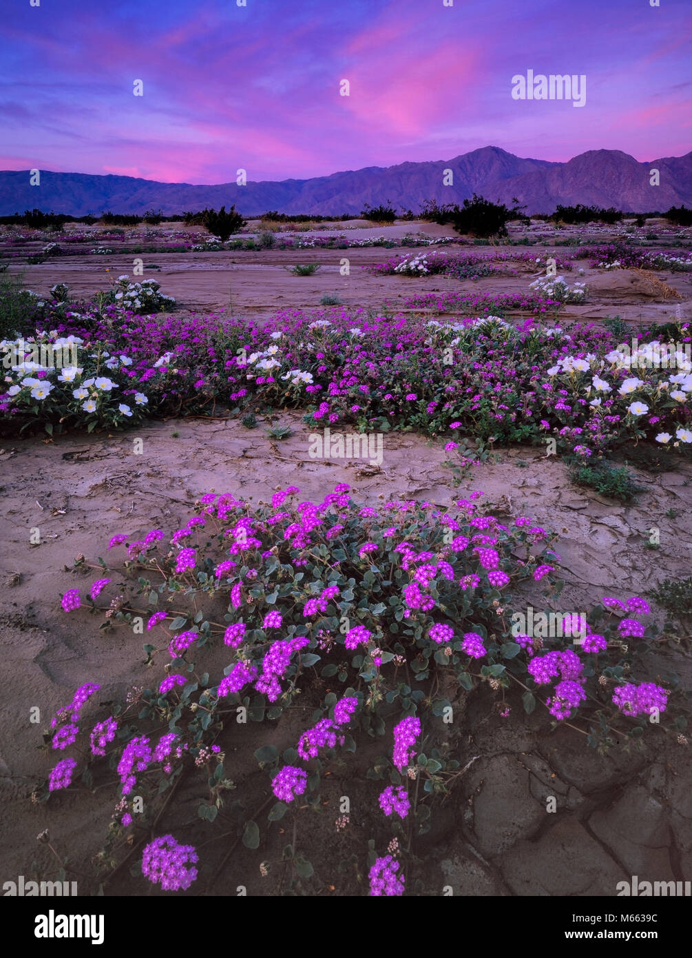 Dawn, Verbena, Anza-Borrego Desert State Park, San Diego County, California Stock Photo