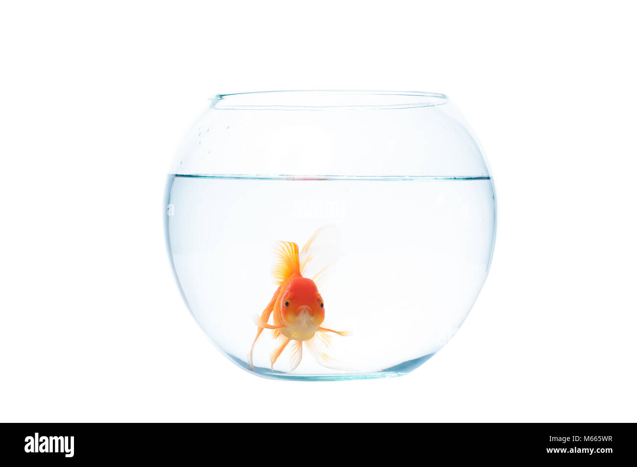 Gold fish with fishbowl isolation on the white background Stock Photo