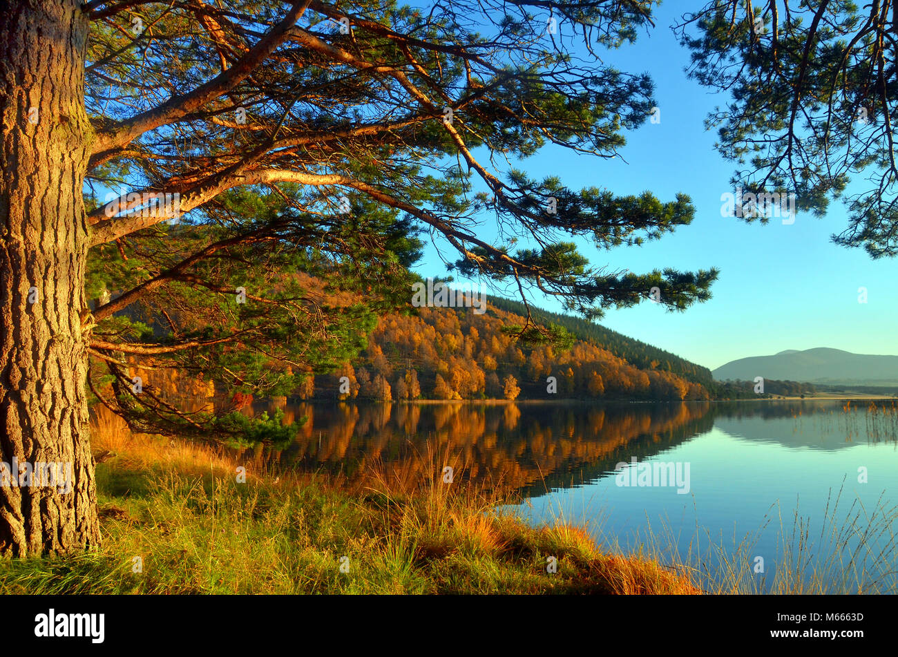 Scots pines on the shore of Loch Pityoulish  - ,part of  the Cairngorms national park as seen in autumn.. - near Aviemore. Stock Photo