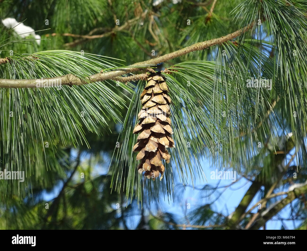 Pine cone tree craft hi-res stock photography and images - Alamy