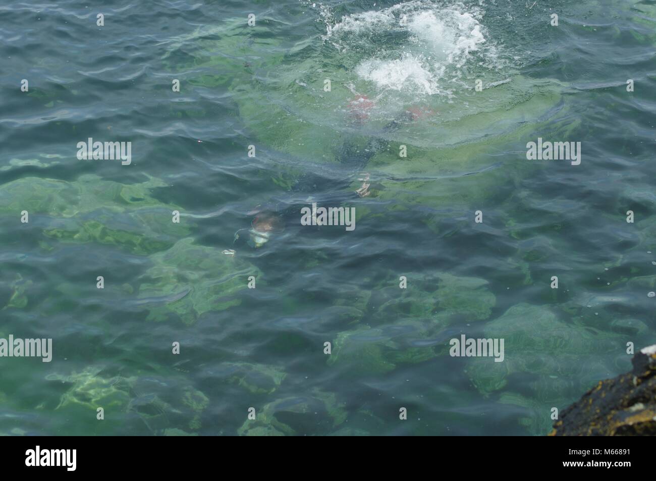 Young Male Snorkeller in Wetsuit Exploring the Submarine World of Beach,