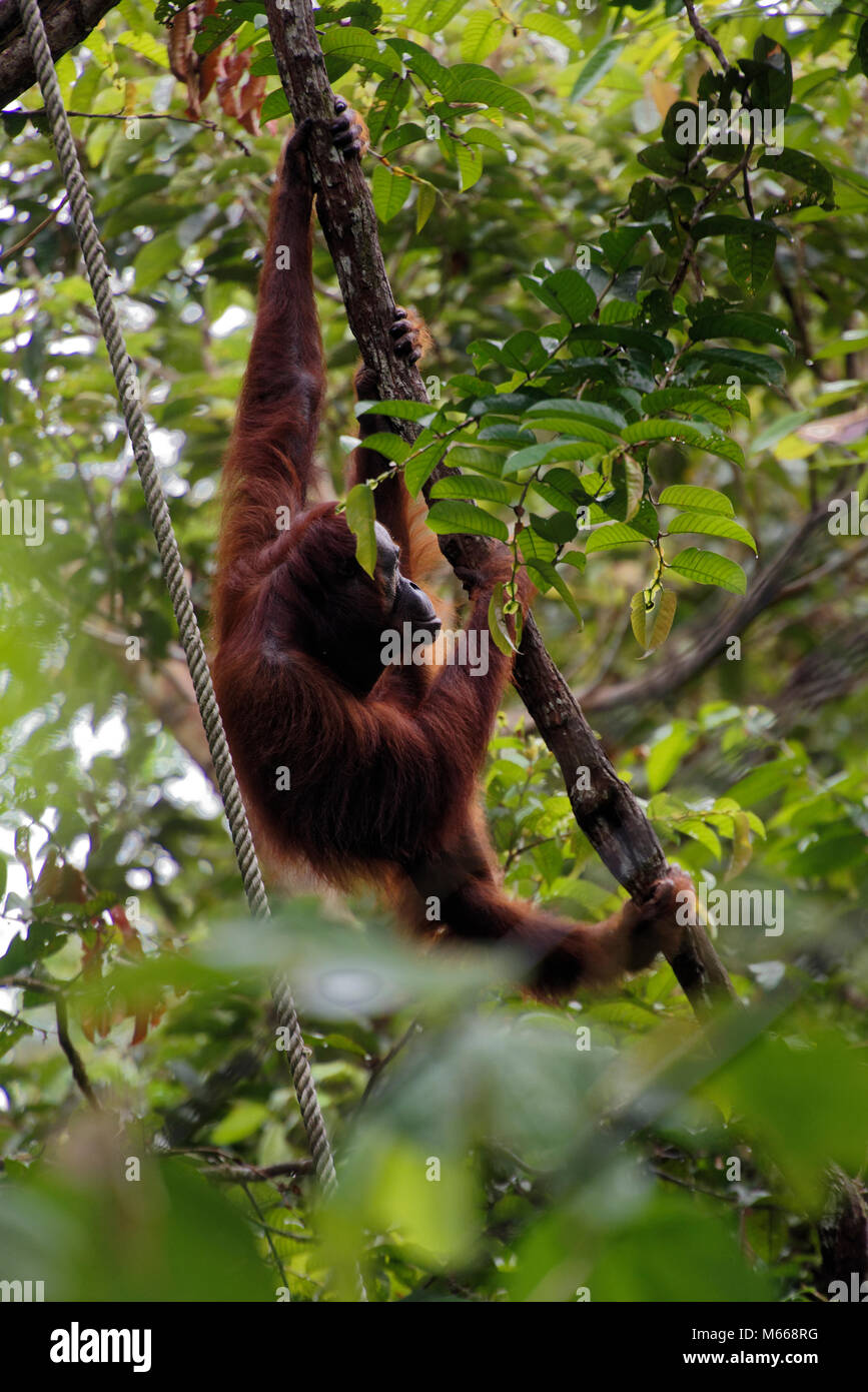 bornean Orangutan at the Semenggoh Wildlife Rehabilitation Centre, Kuching ,Sarawak, Malaysia, island of Borneo Stock Photo