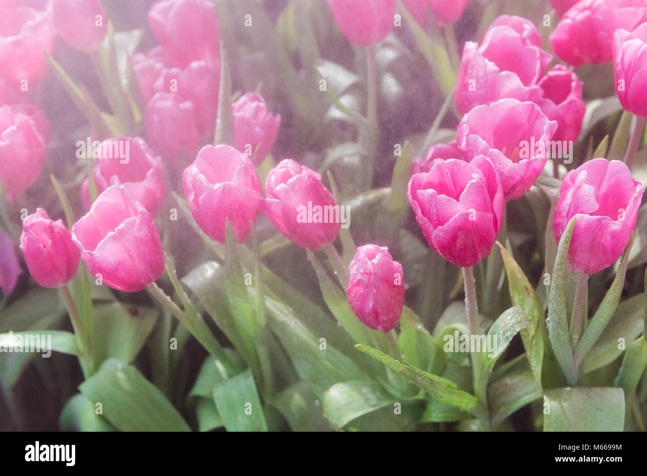 closeup colorful tulips flower and beautiful blossom in the nature garden Stock Photo