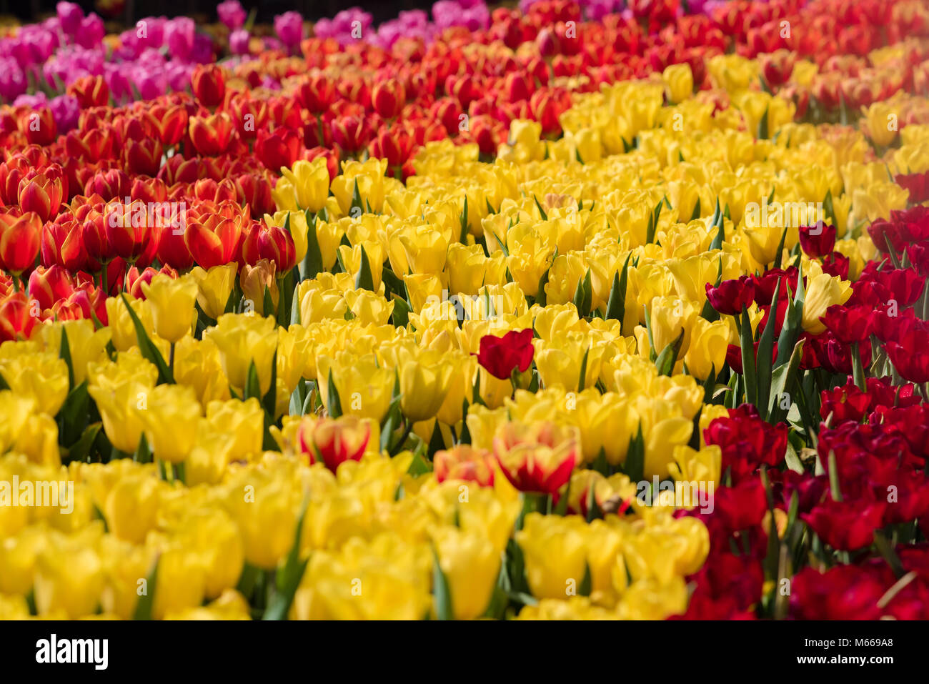 closeup colorful tulips flower and beautiful blossom in the nature garden Stock Photo