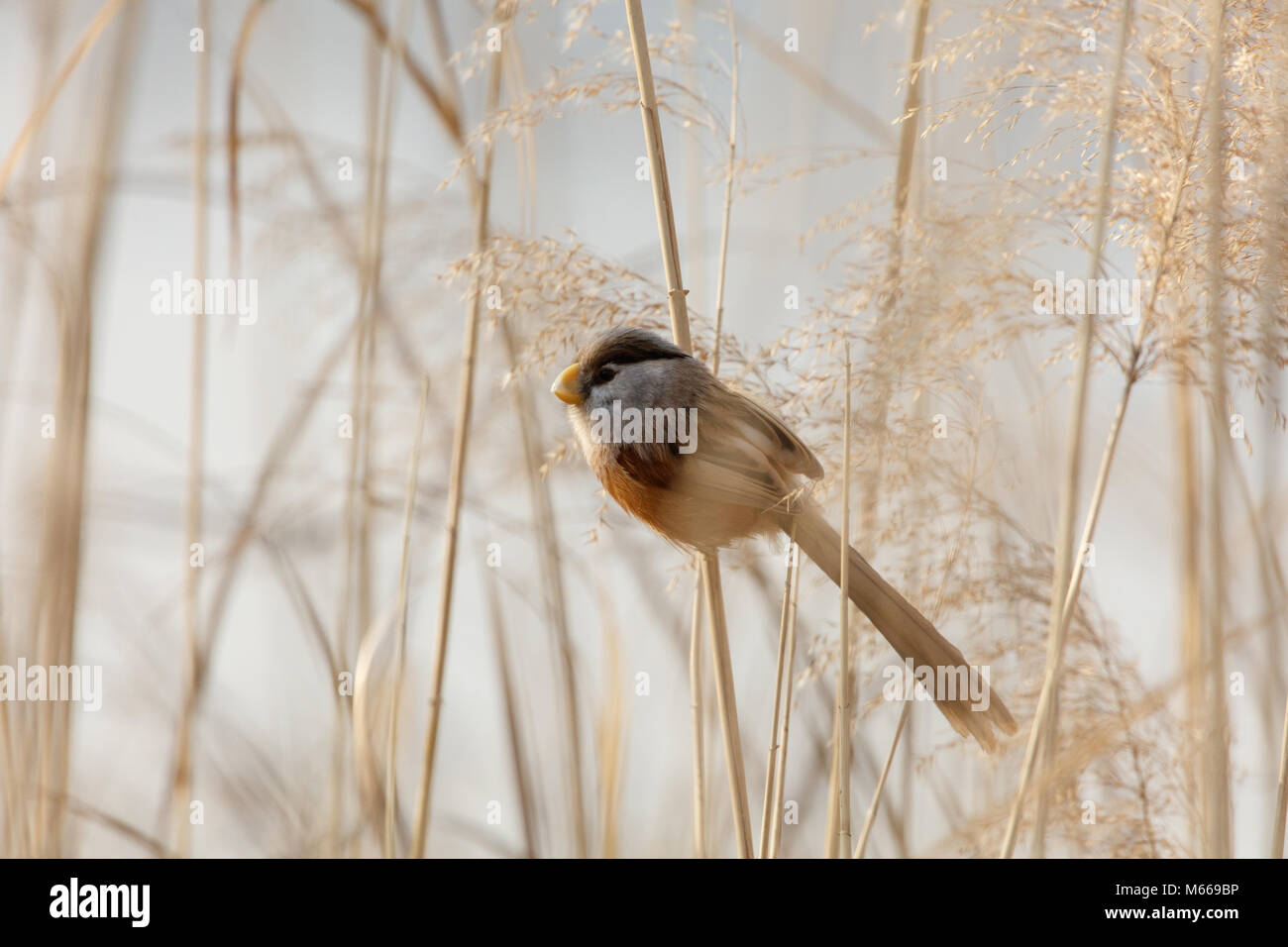 Reed Parrotbill bird at beijing Wan Ping Lake park Stock Photo
