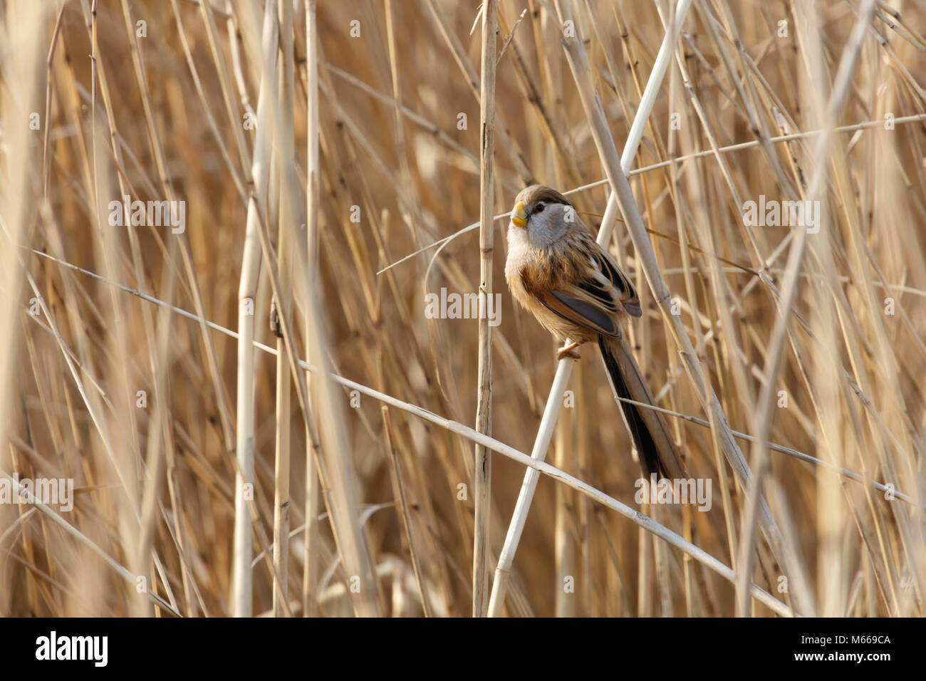 Reed Parrotbill bird at beijing Wan Ping Lake park Stock Photo