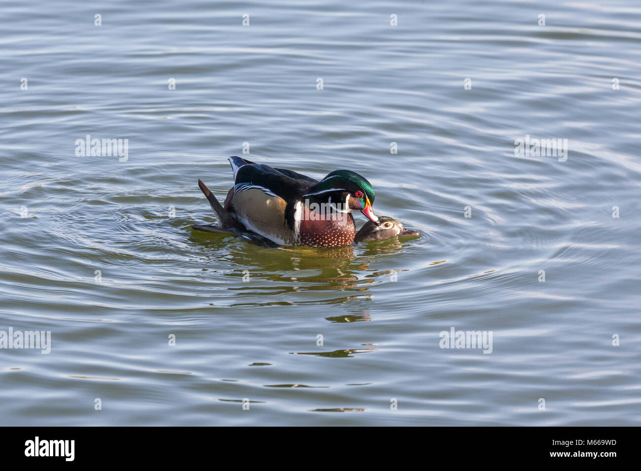male and female Wood Duck mating at BC Canada Stock Photo Alamy