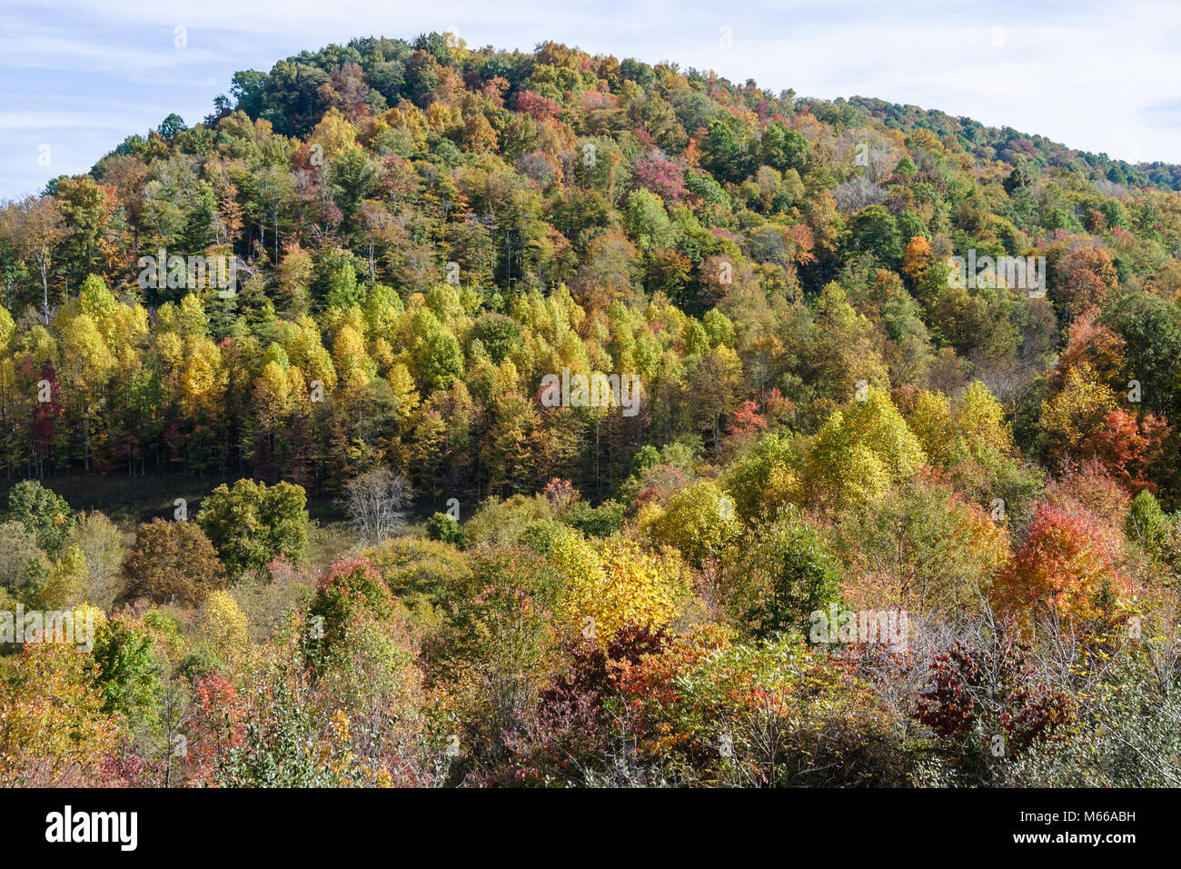 West Virginia,Appalachia Nicholas colors,leaf