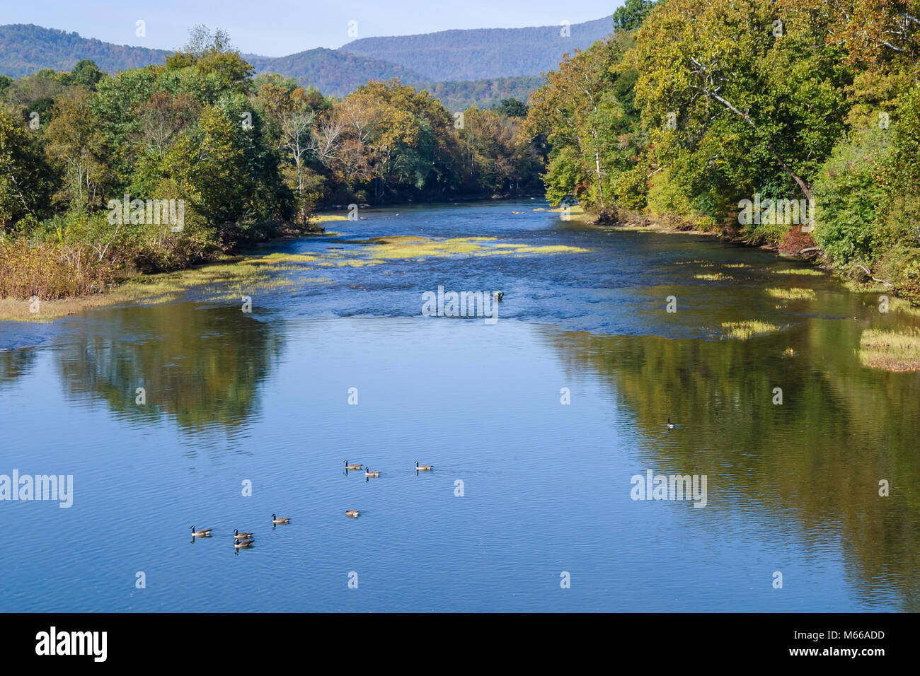 West Virginia,Appalachia Greenbrier County,Alderson,Greenbrier River,water,tributary,geese,Allegheny Mountains,WV0410080045 Stock Photo